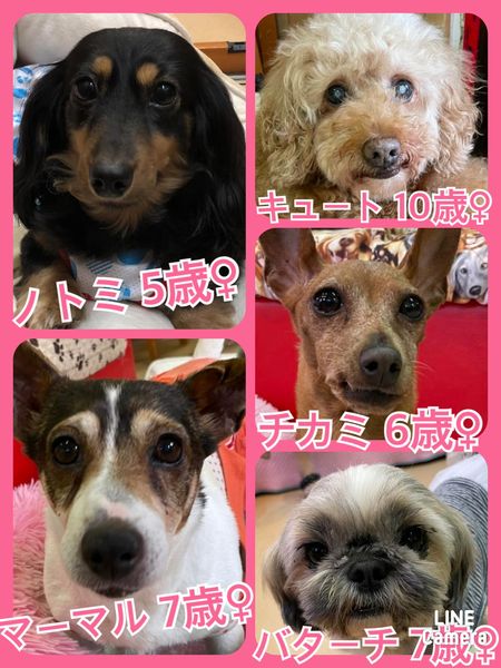 🐾今日の里親様募集中ワンコ🐶メンバーです🐾2022,5,16【保護犬カフェ天神橋店】